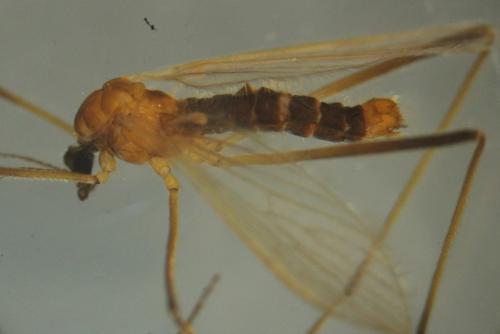 Réf. 269 636 : Molophilus propinquus